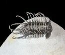 Large, Spiny Koneprusia Trilobite - (Special Price) #63377-6